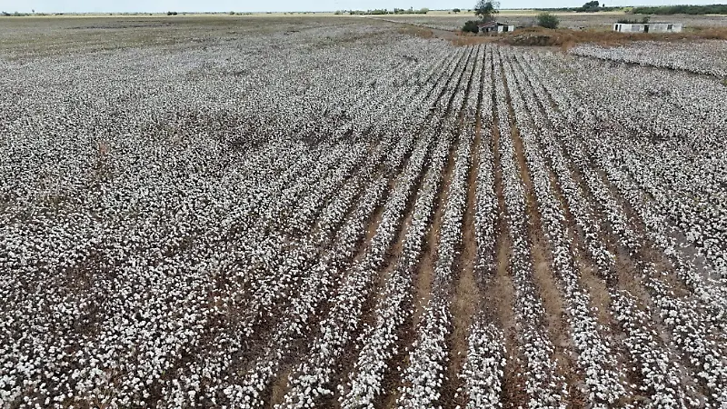 Matamoros, Valle Hermoso y Reynosa concentraron miles de hectáreas de algodón en su época de mayor auge